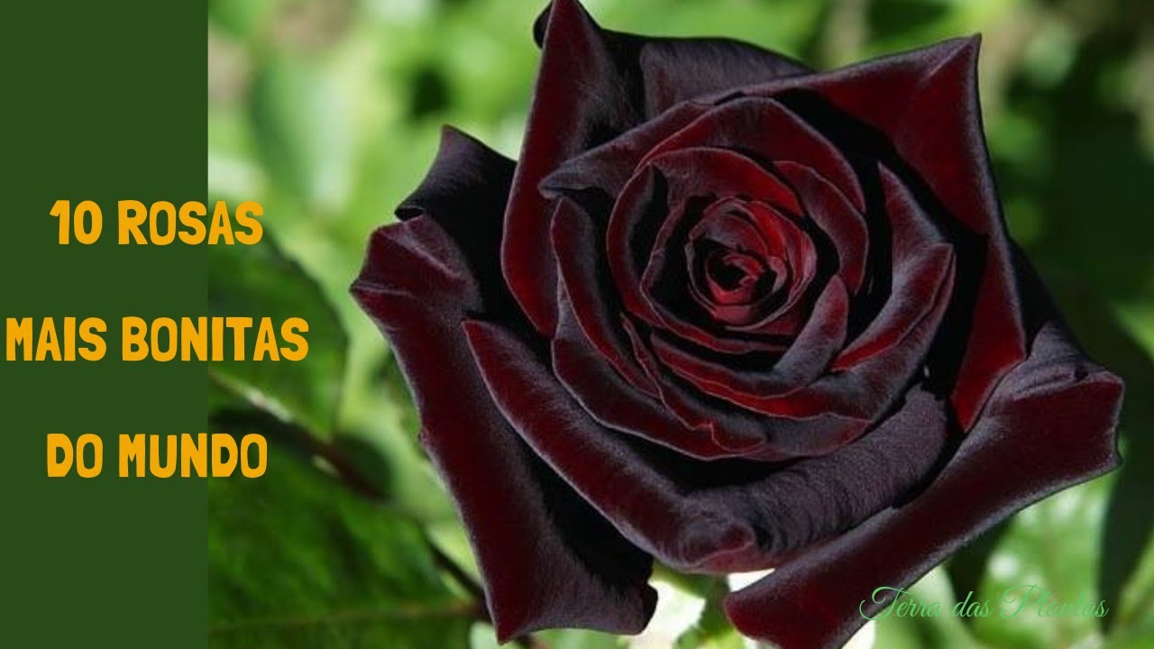AS 10 ROSAS MAIS BONITAS DO MUNDO