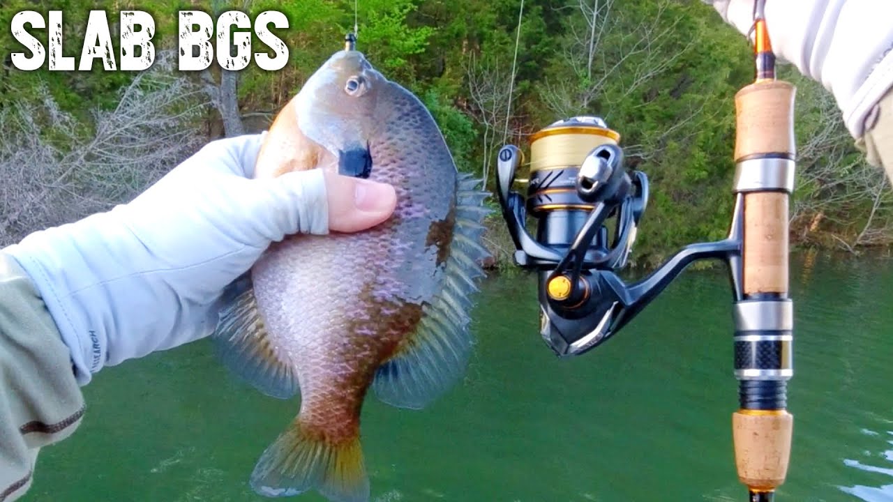 THIS Will Make You Fan of BLUEGILL FISHING !