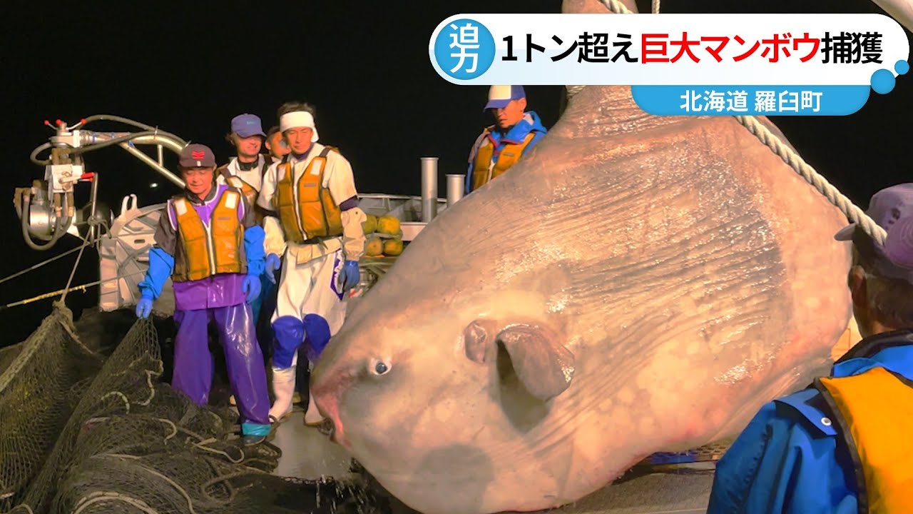 マンボウが秋鮭の定置網漁でかかる‼ ～北海道をキャンピングカーで過ごす漢の冒険
