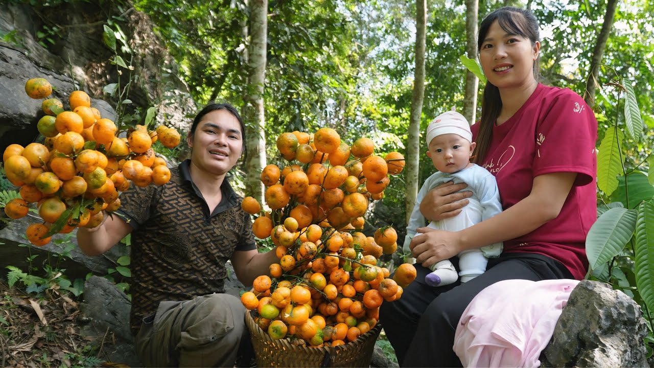Selling wild tangerines to earn money, taking care of chickens and ducks in winter, SURVIVAL ALONE
