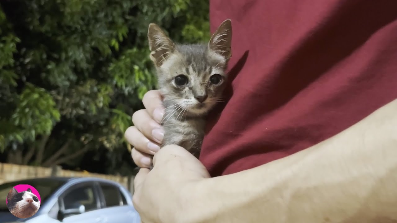 Как котенок растет от 0 до 1 года «История говорящего кота Рио»