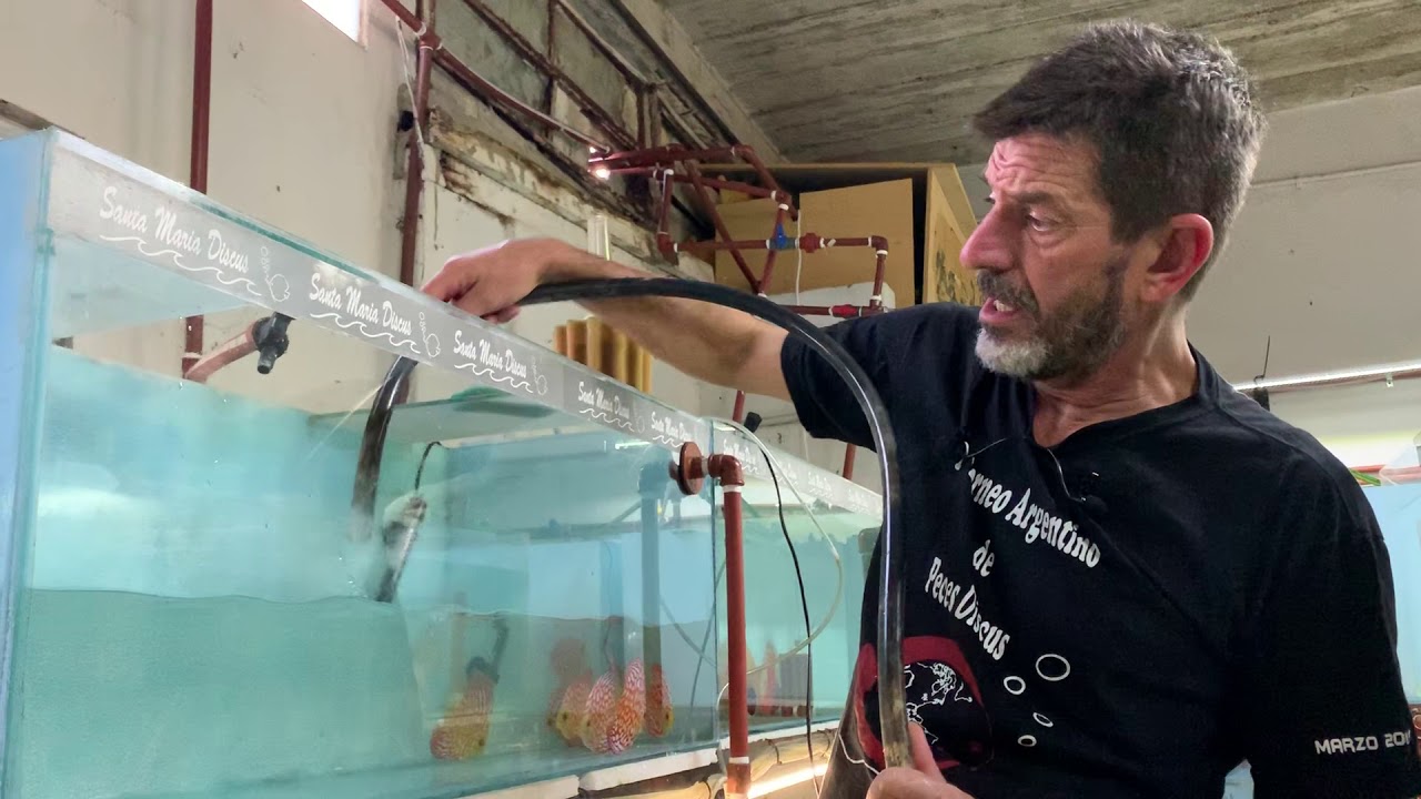 CAMBIO DE AGUA EN PECES DISCUS