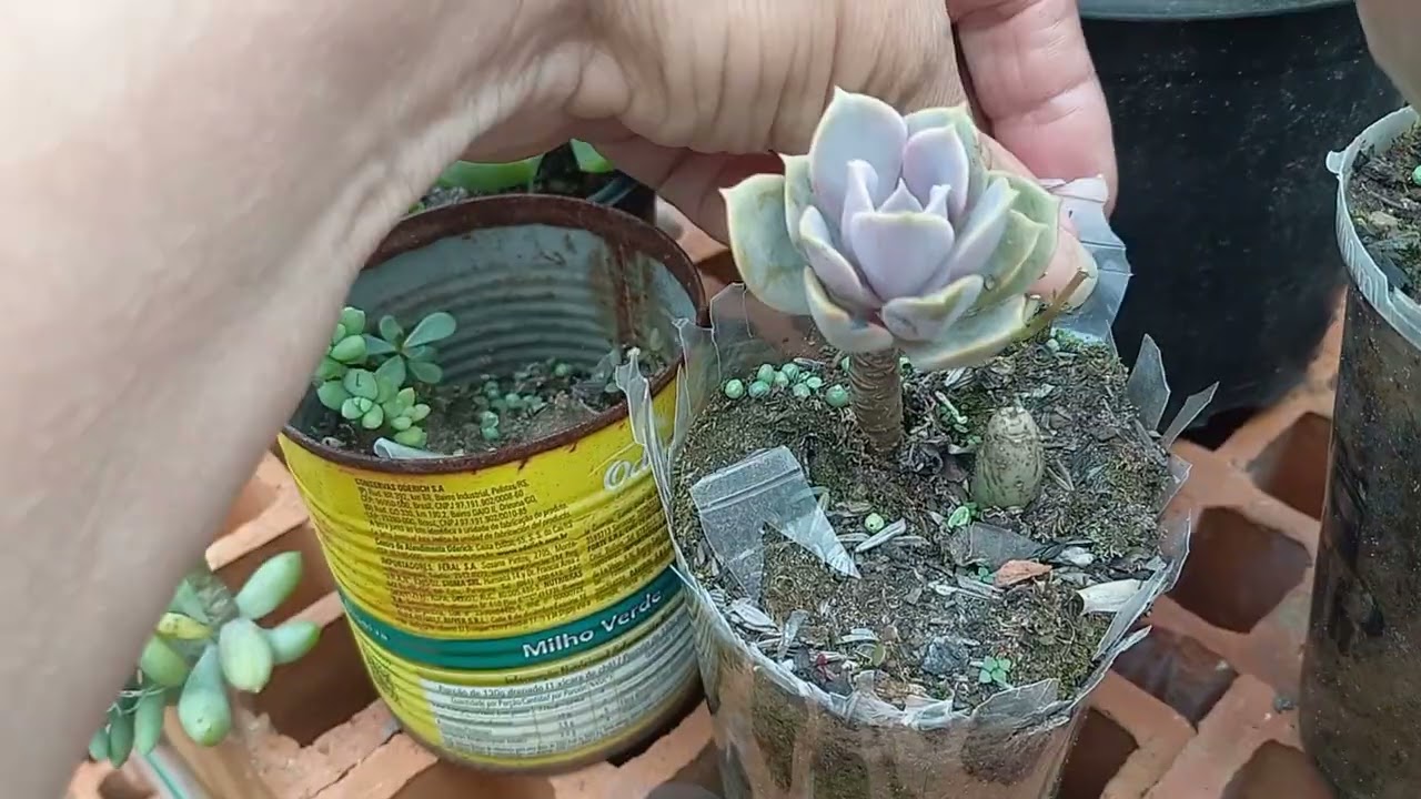 Minhas suculentas estão caneludas