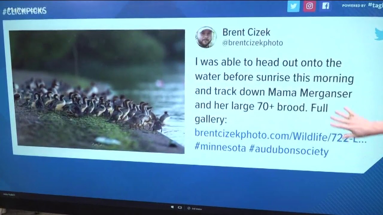 More than 70 baby ducks? This photographer captured the moment