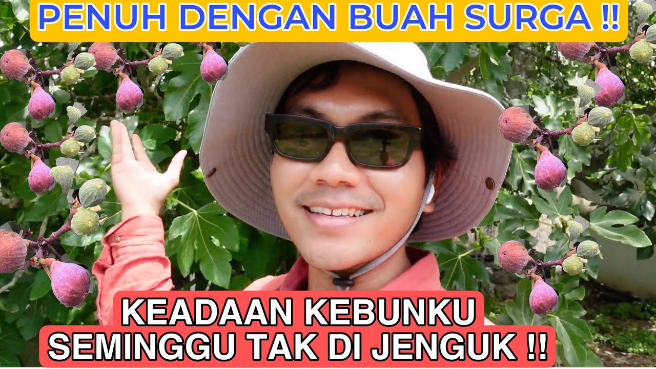 KONDISI KEBUNKU SEMINGGU TAK DI JENGUK BUAH BUAHAN LEBAT SEKALI !! SEMANGKA BANYAK BUAHNYA!
