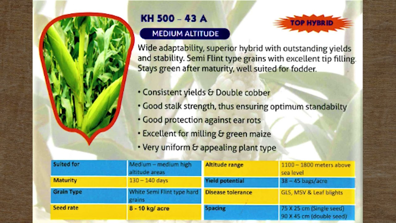 MAIZE SEED HYBRID CATALOGUE