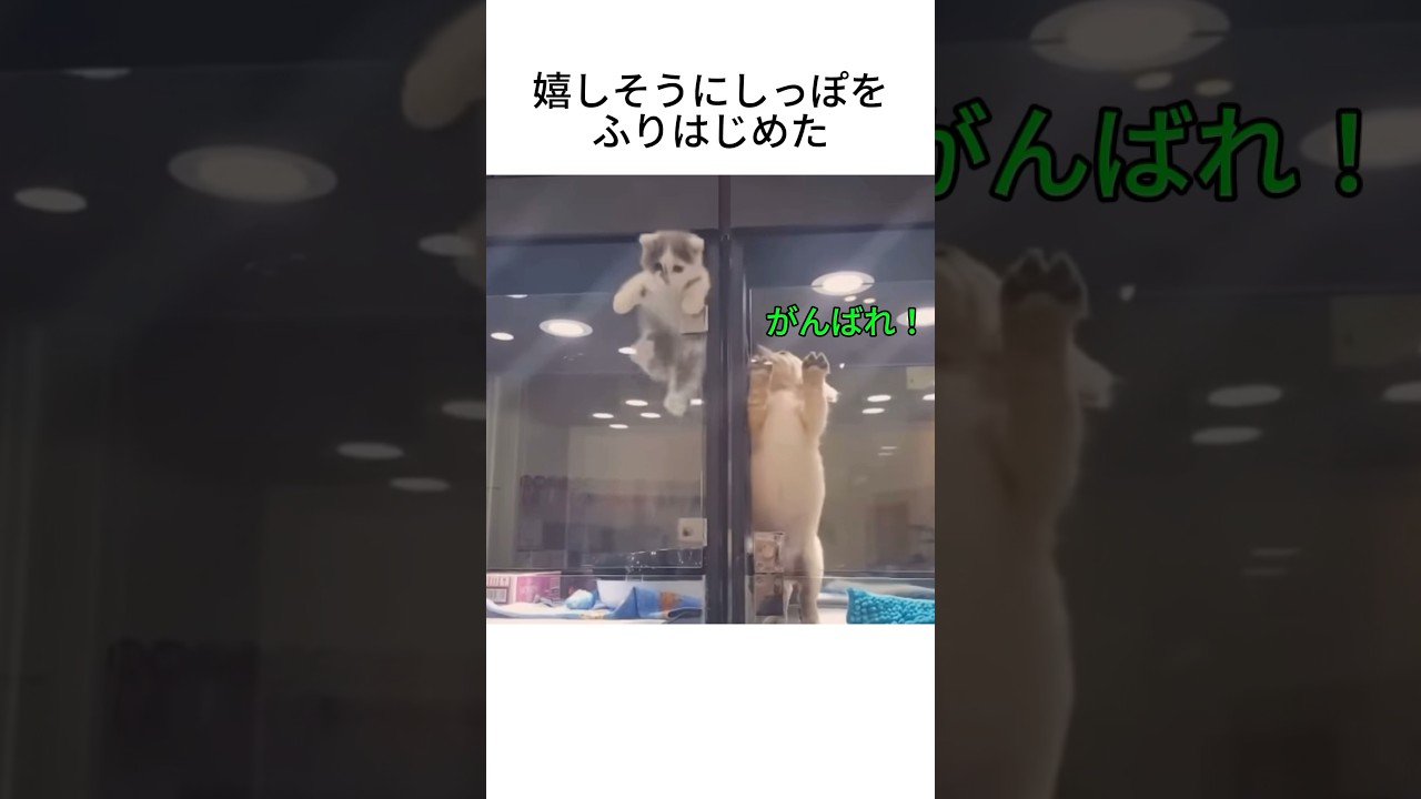猫と犬の夢が叶った瞬間　