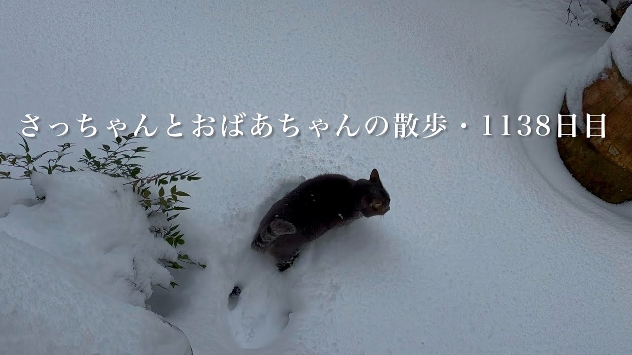 2026.1.22(木)《一日の記録》寒波到来！ 予想外の雪にひるむ猫…【さっちゃんとおばあちゃんの散歩・1138日目】・・・