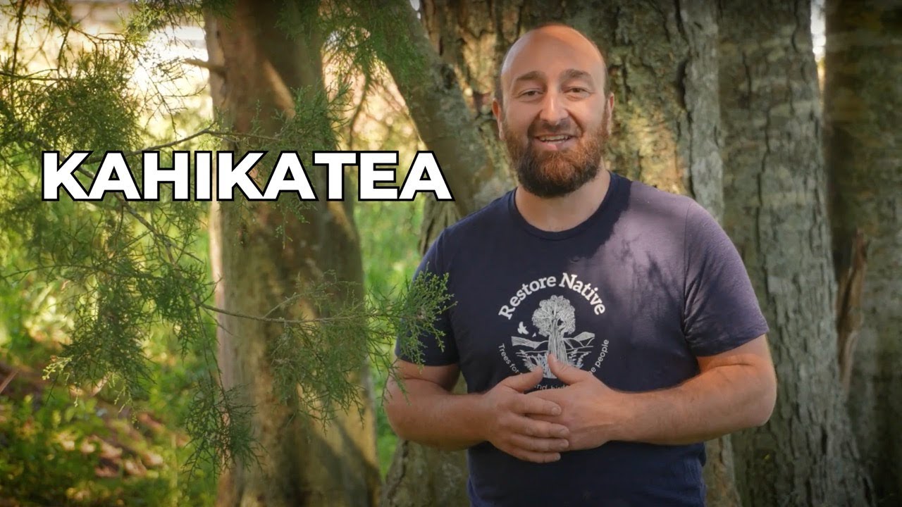 Kahikatea | Quick Chats with Adam | Restore Native