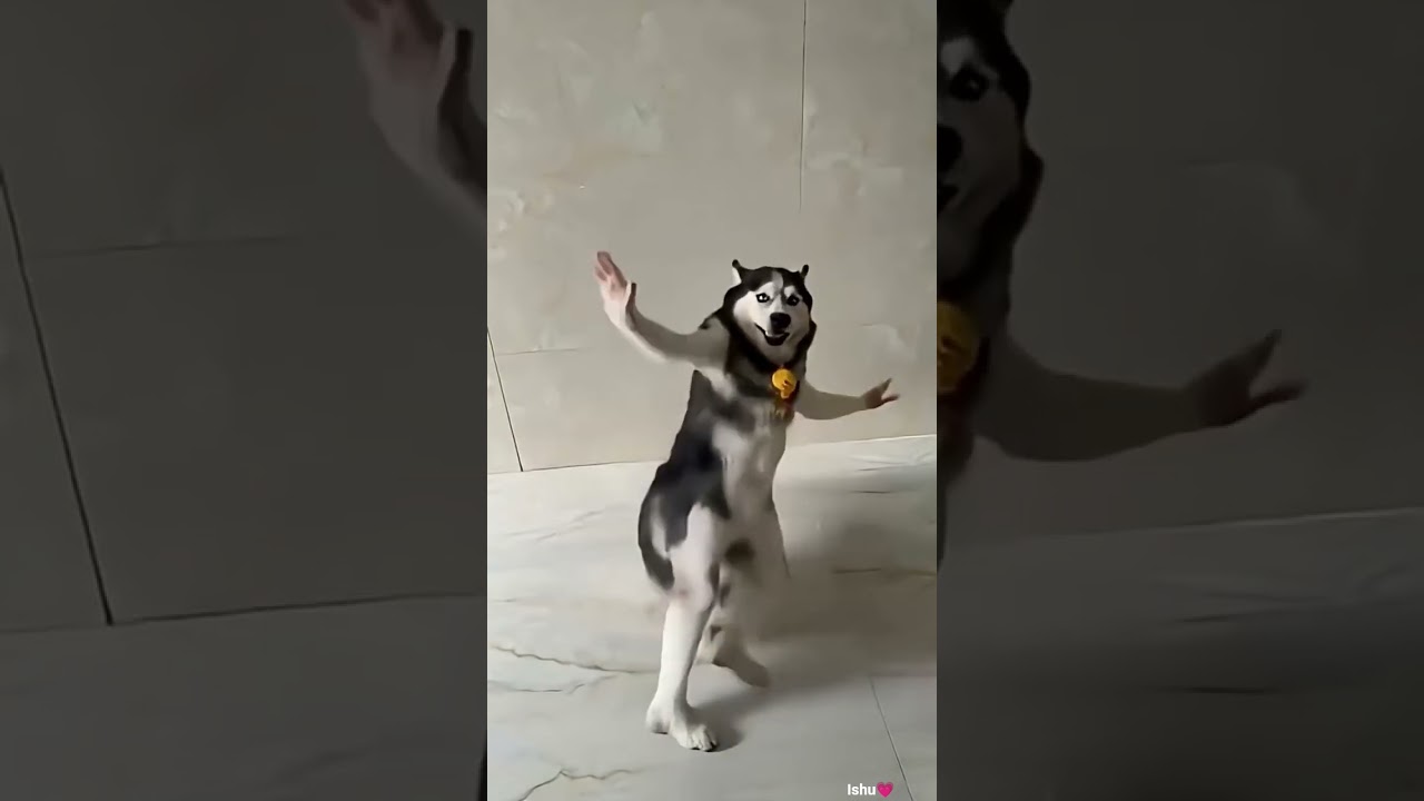 Husky Dog Dance 😂💥🕺🏻#trending #like #subscribe #comment