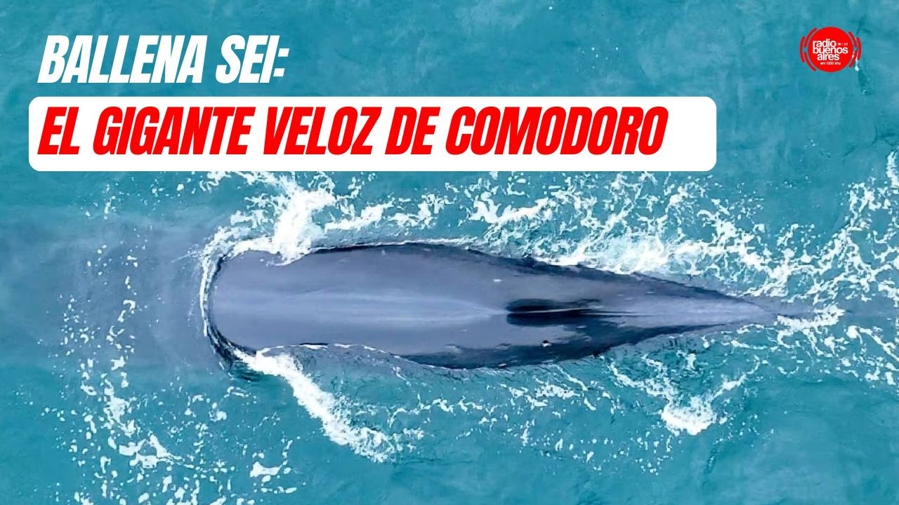 ¿Por qué regresó la ballena desconocida?