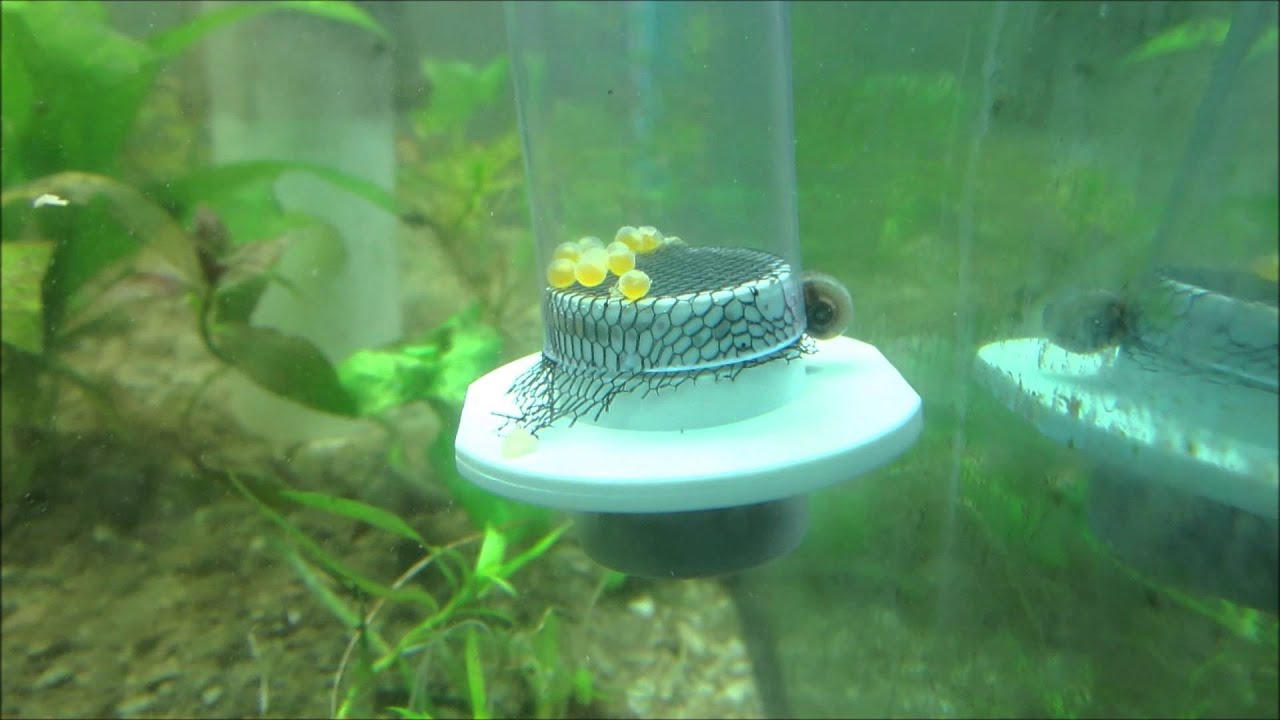 DIY egg tumbler with L144 pleco eggs