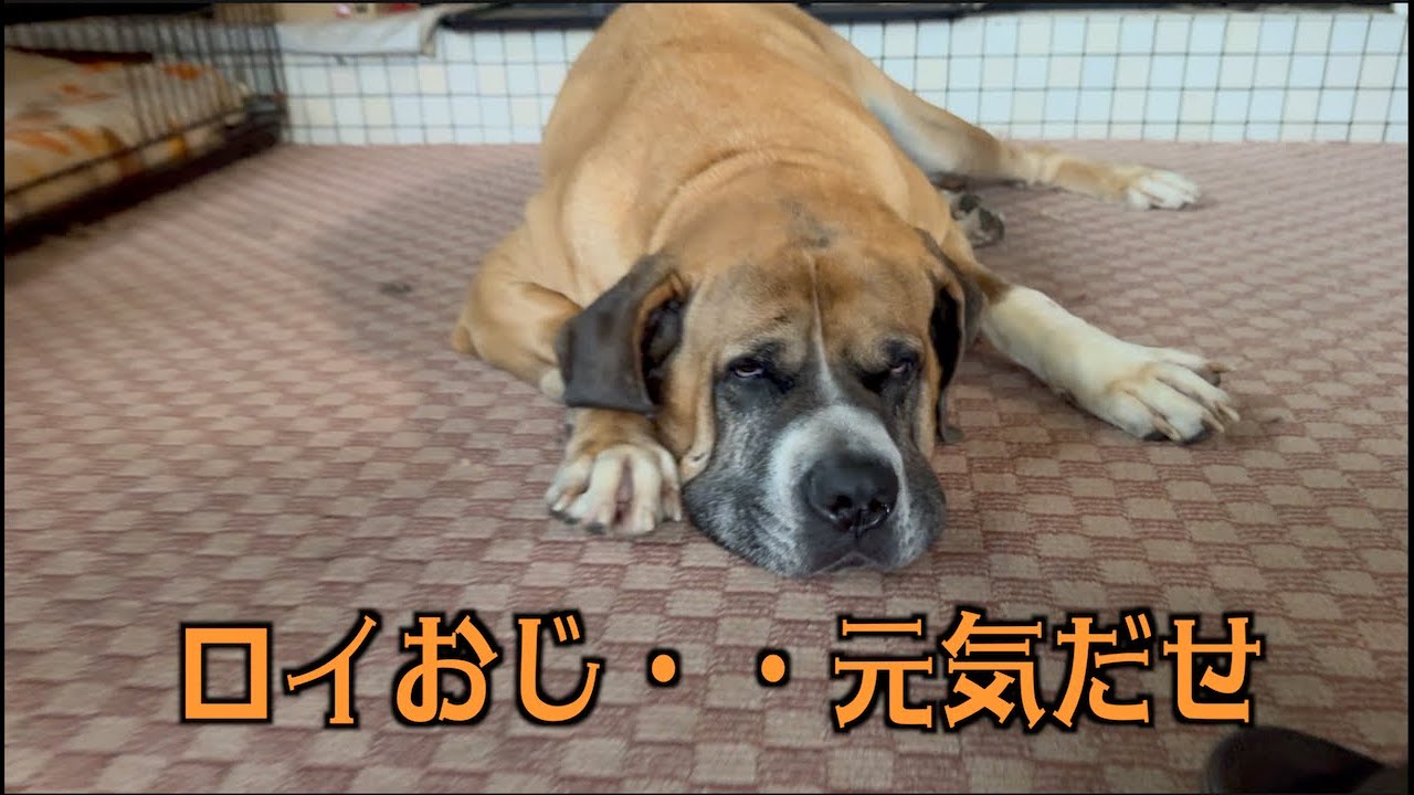 ロイおじは落ち込んでます