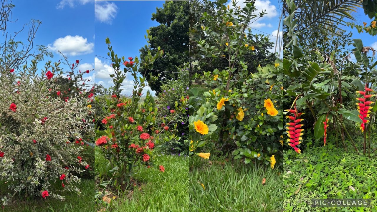 Meu Jardim Nunca Esteve Tão Florido 🌿🌼