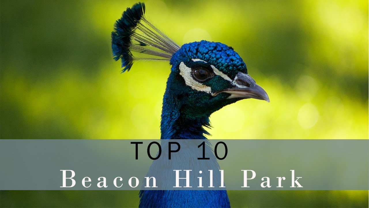 Top 10 Must See Things in Beacon Hill Park, Victoria BC - Vlog 117