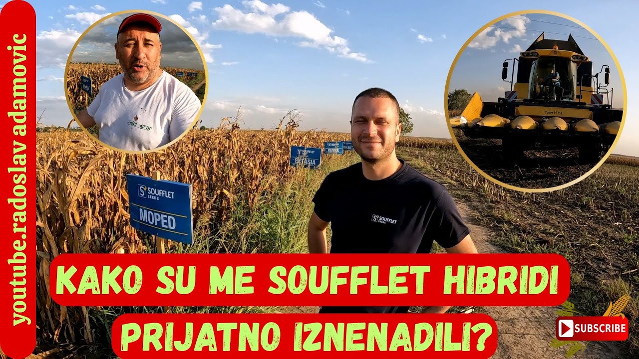 KAKO SU ME SOUFFLET HIBRIDI PRIJATNO IZNENADILI? KUKURUZ 25 ; HOW DID SOUFFLET HYBRIDS SURPRISE ME?