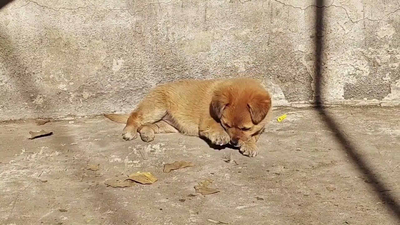 捡到的小狗，现在成了家里的“开心果”The puppy I picked up has now become the 