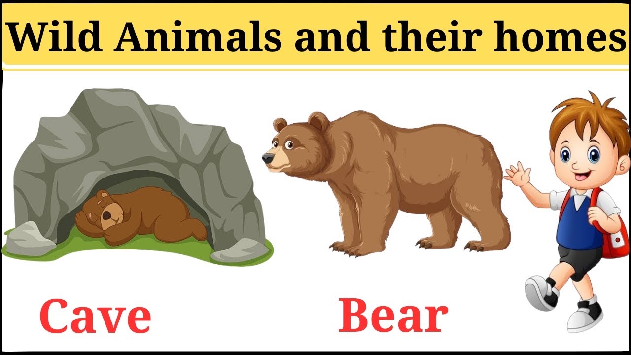 Wild animals and their homes, animals and their homes, wild animals