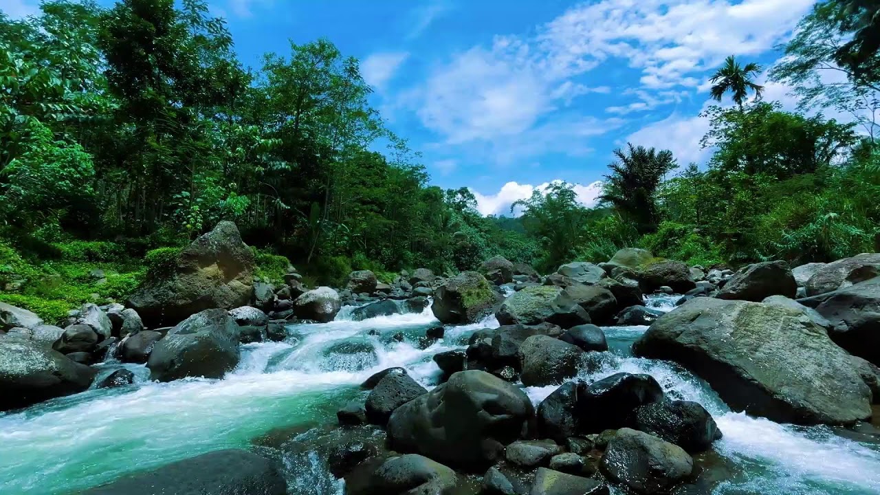 Gentle Flowing River in Lush Jungle Nature | Relaxing Water Sounds for Deep Sleep and Insomnia Relie