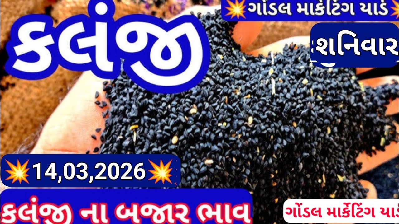 કલજી ના બજાર ભાવ / ગોંડલ કલોંજી ના બજાર ભાવ / ગોંડલ માર્કેટિંગ યાર્ડ બજારભાવ / 14,03,2026