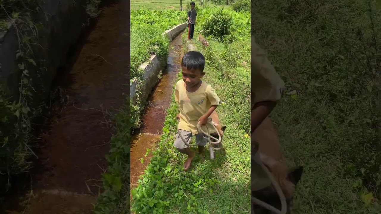 tinggi semangat adek ini berburu babi hutan #boarhunting #doghunter #shortvideo #huntingdog