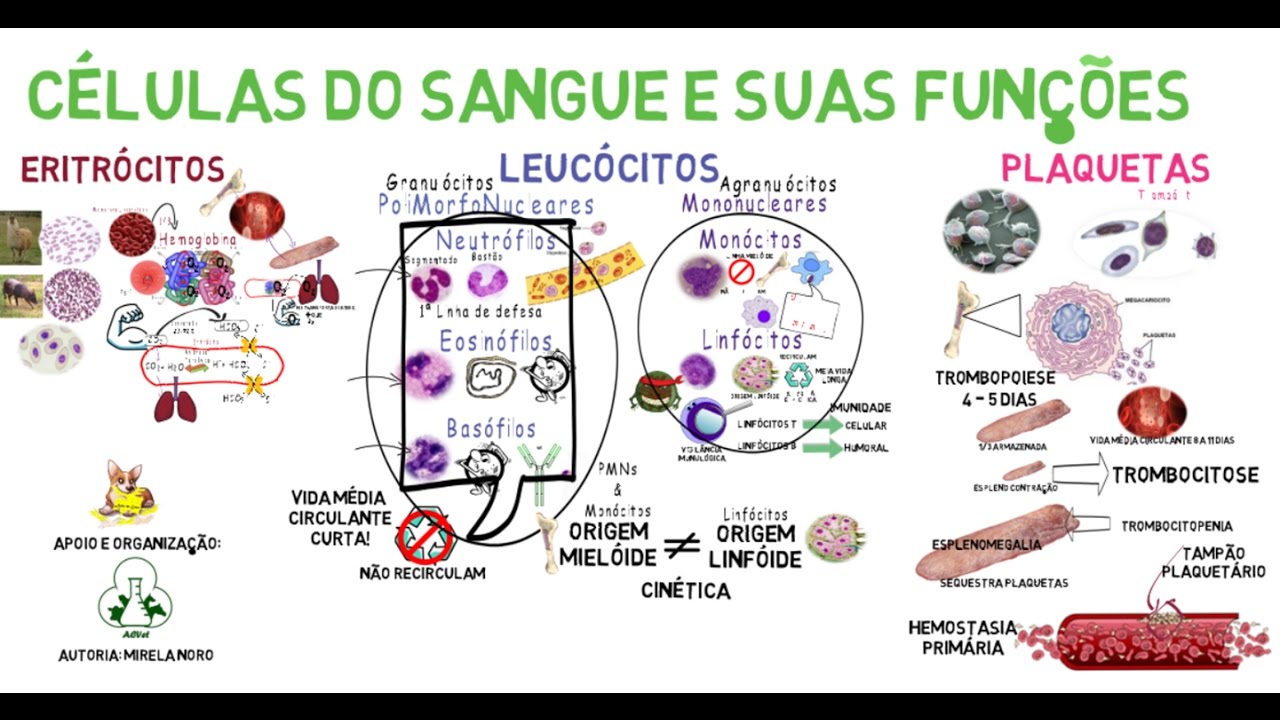 Células do Sangue e suas Funções