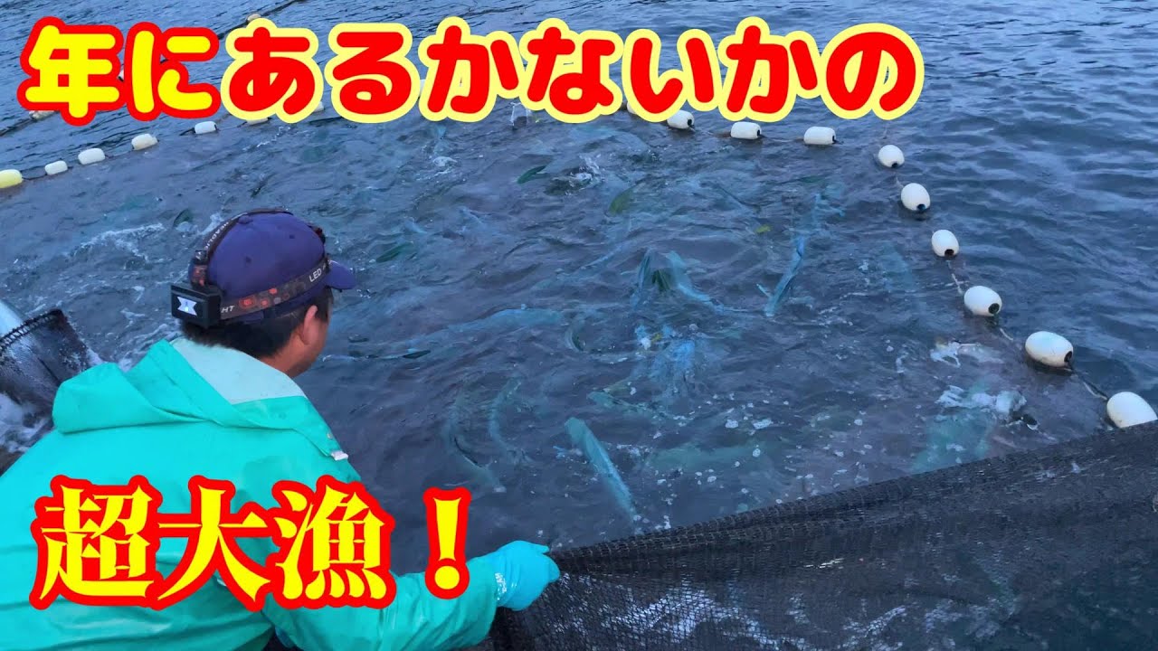 【定置網漁】1年にあるかないかの超大漁！【越前漁港の家族漁師】凄い量のシイラの大群が入ってた！