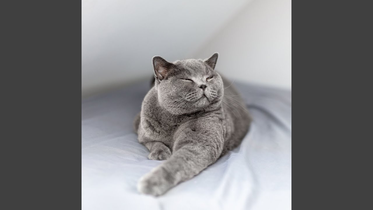Feline Grace in Lofi Tones