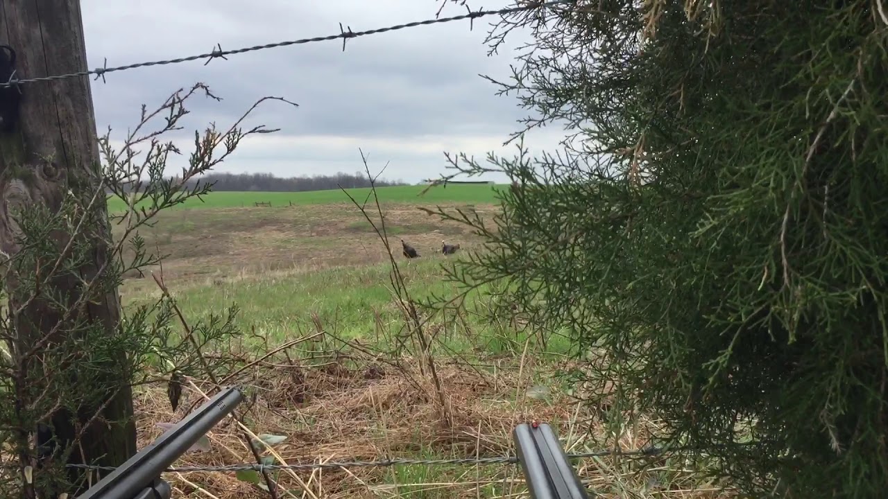 Turkey hunting fails