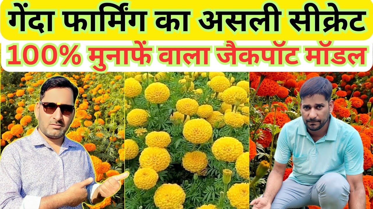 🌱🌼 कोई नहीं बताता गेंदा फार्मिंग के ये 5 टॉप सीक्रेट्स !💰 #farming #marigold #secrets #गेंदा 