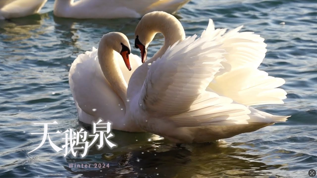 天鹅泉｜  北纬43度冬天的故事由它们讲给你听