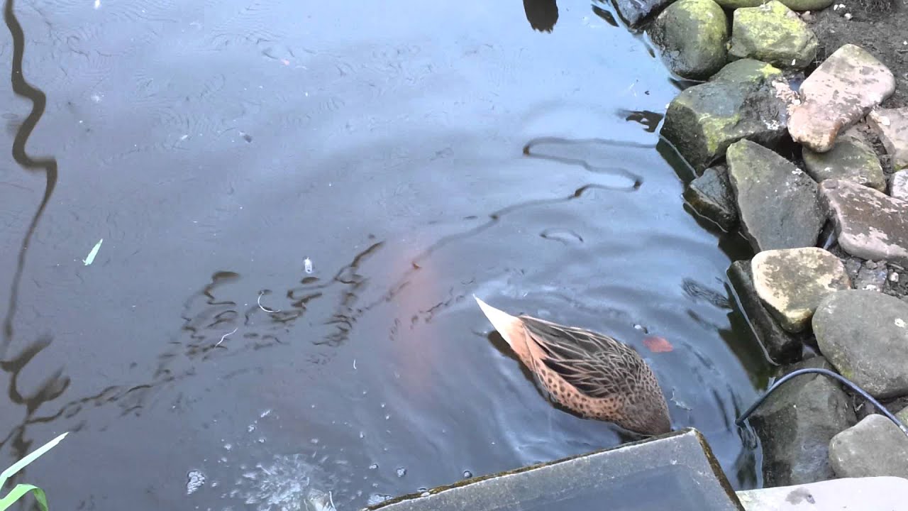 carolina duck x bahama pintail drake