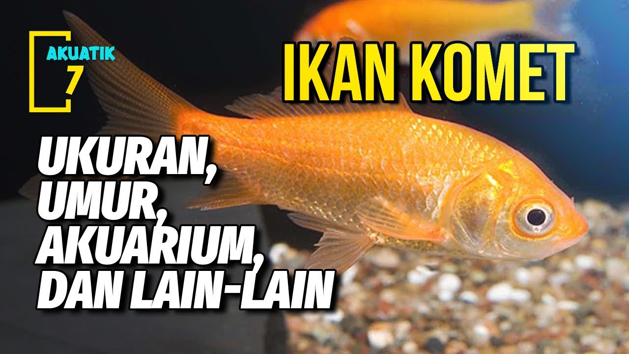 PERAWATAN LENGKAP IKAN KOMET | AKUATIK7
