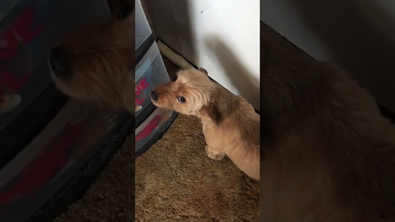 Furry guardian: dog defends his bone