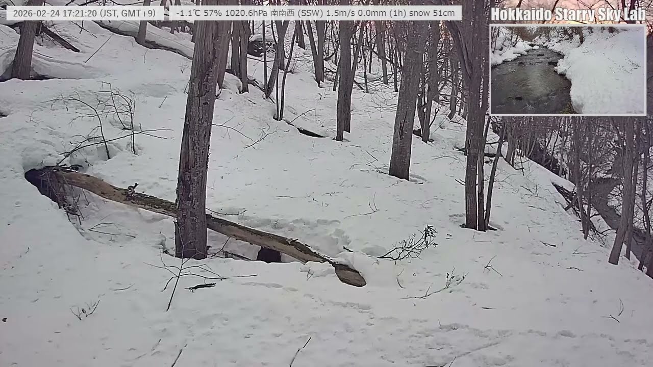 【2026/02/24-2】🐦北海道の沢と野鳥の声｜癒しの自然音ライブ｜Stream & Birds Sound
