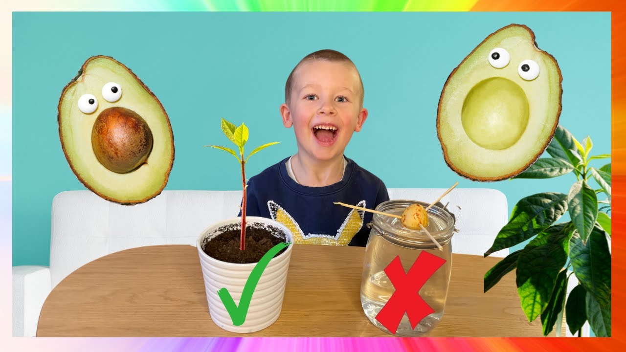 How a seed become a plant! Avocado Growing Challenge with Nohr!