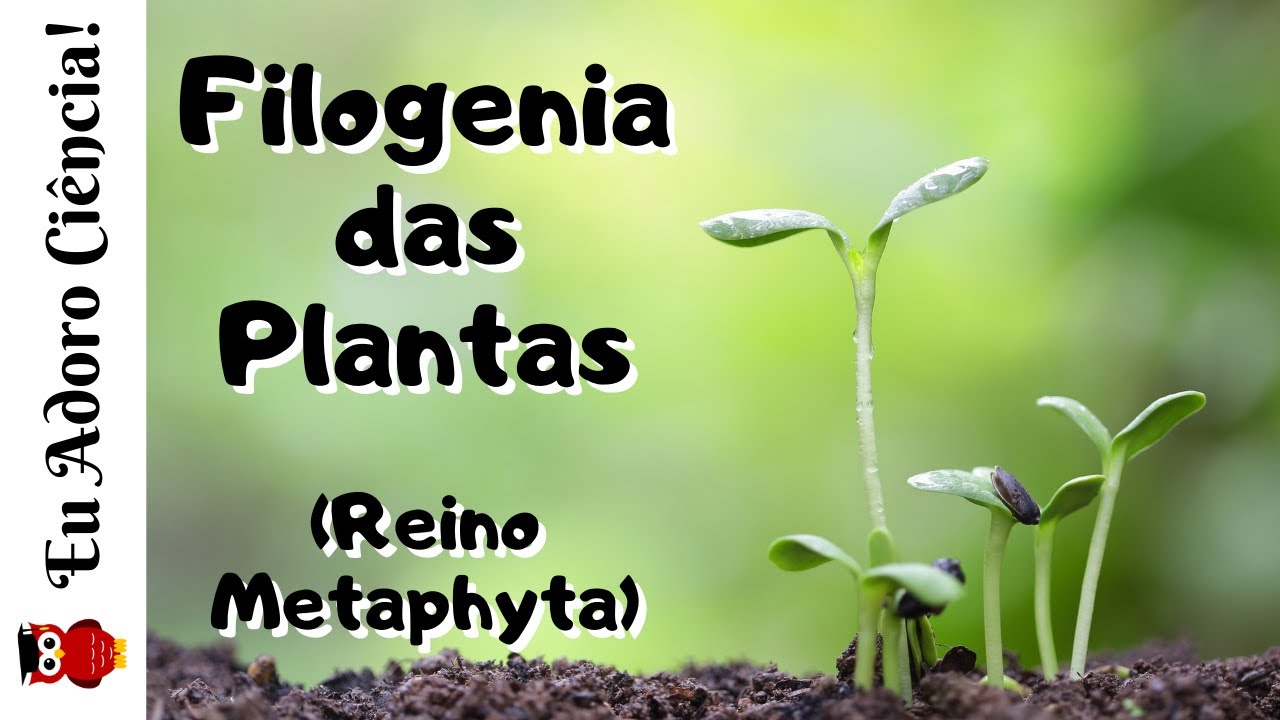REVISÃO - Filogenia do Reino Metaphyta: Briófitas, Pteridófitas, Gimnospermas e Angiospermas