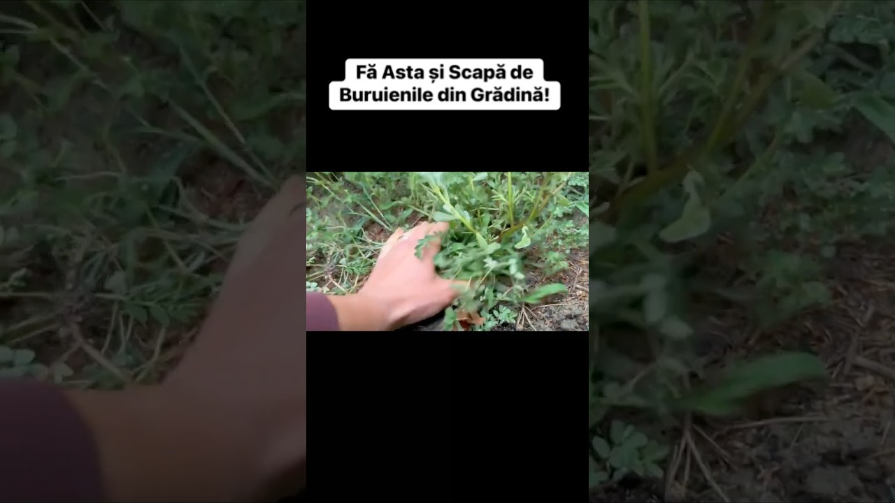 Scapă de Buruienile din Grădină Folosind Această Metodă! #gradinarit #gradina #buruieni