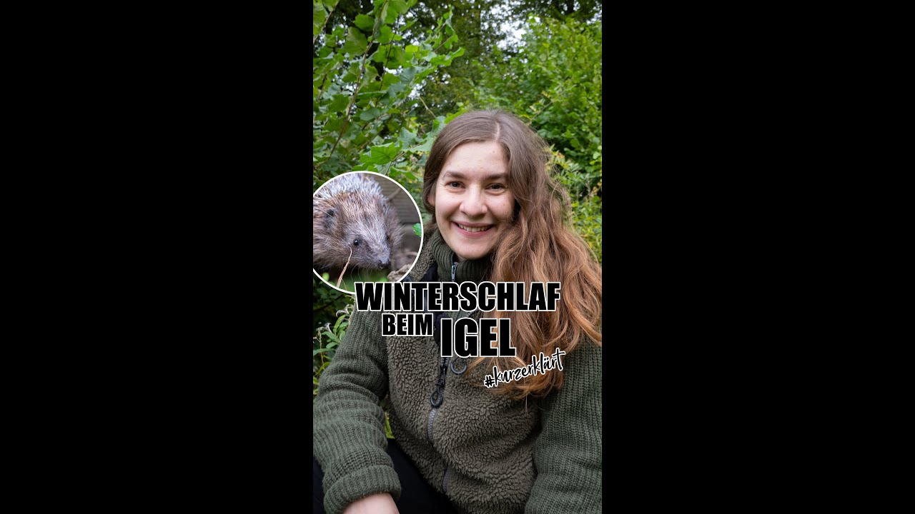 Igel | Winterschlaf und Wildtierhilfe #igel