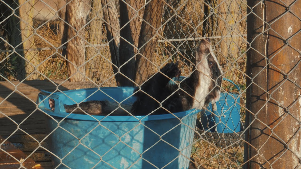 Boldizsár: ÉL ÉS VIRUL! :)