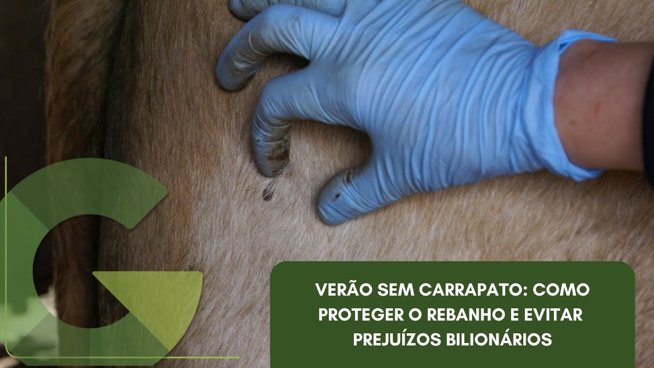 VERÃO SEM CARRAPATO: COMO PROTEGER O REBANHO E EVITAR PREJUÍZOS BILIONÁRIOS