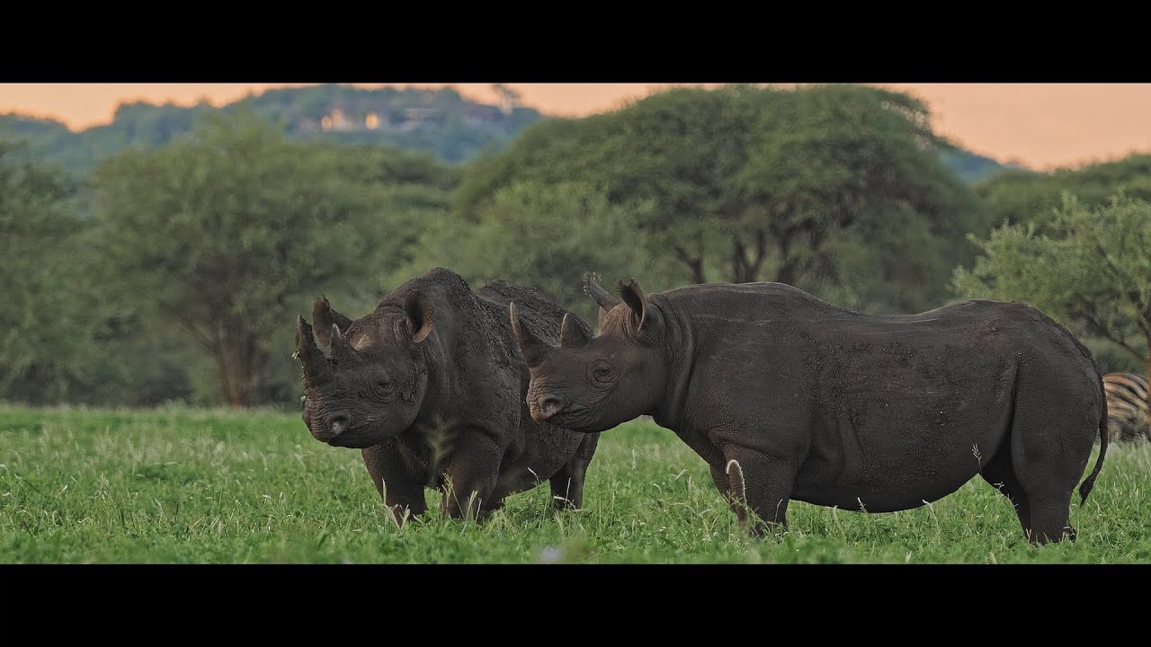 Malilangwe Rhino translocation to Gonarezhou
