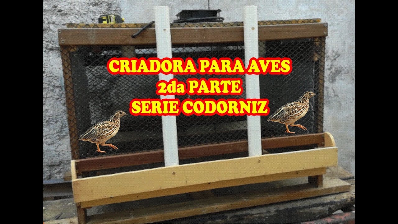 Codorniz Criadora 2 Comedero