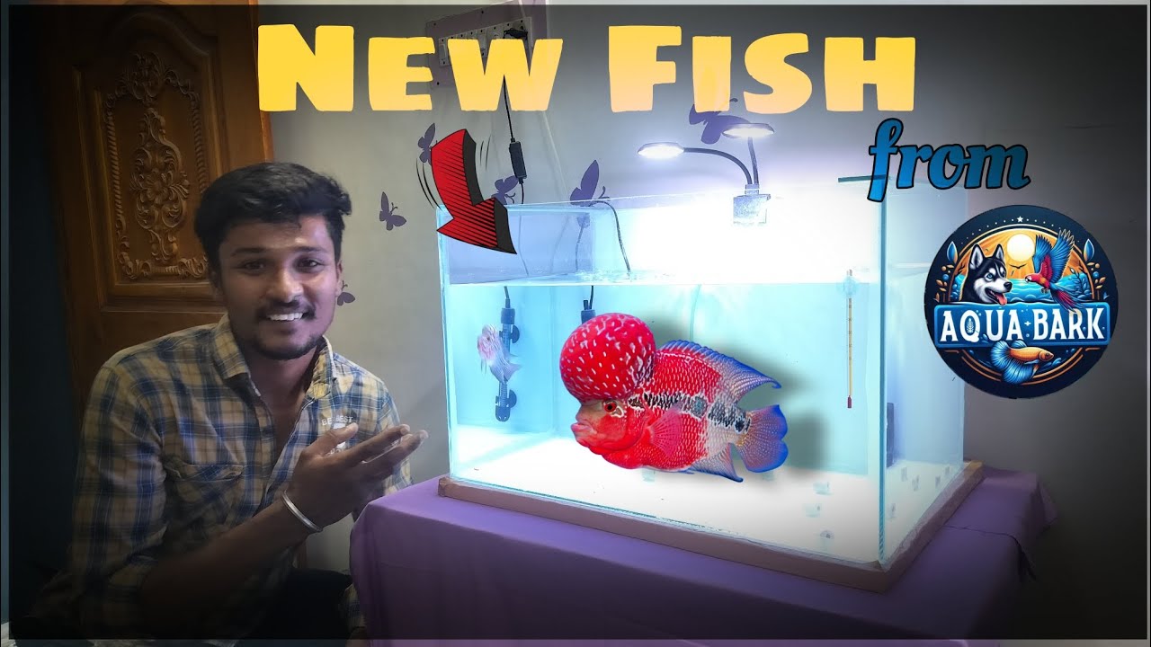 🤯My First Flowerhorn Fish! Unboxing & Tank Setup💥