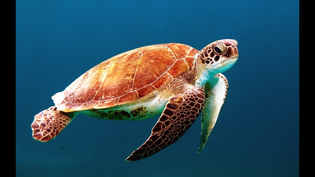 MUSICA RELAJACION PROFUNDA | MUNDO MARINO | RELAX MUSIC | UNDER WATER |