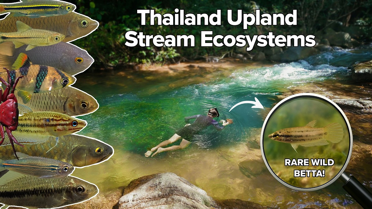 Tropical Freshwater Fish in the Wild - Bettas, Barbs, Rasboras, & More! Underwater Footage!