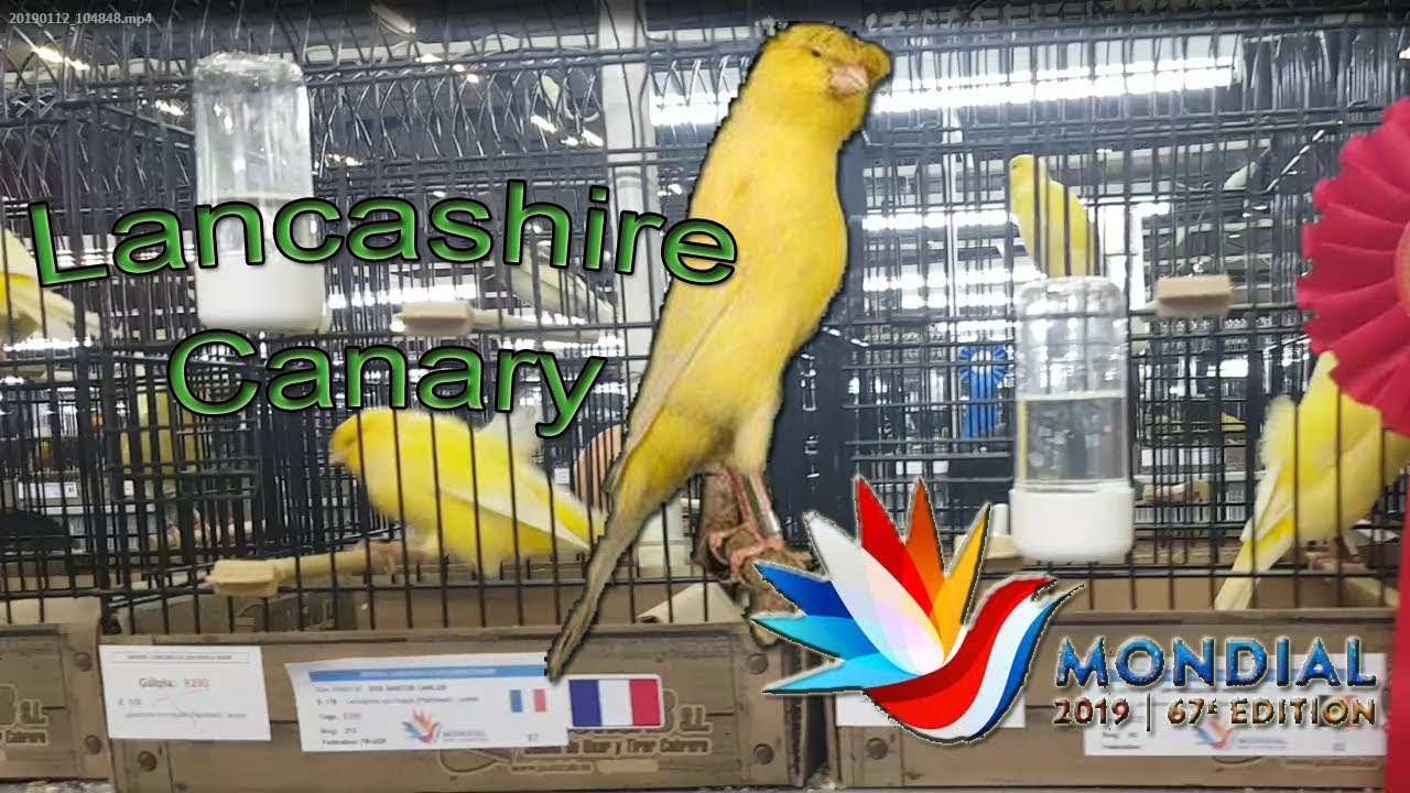 MONDIAL COM ZWOLLE 2019 WORLD SHOW Lancashire Canary