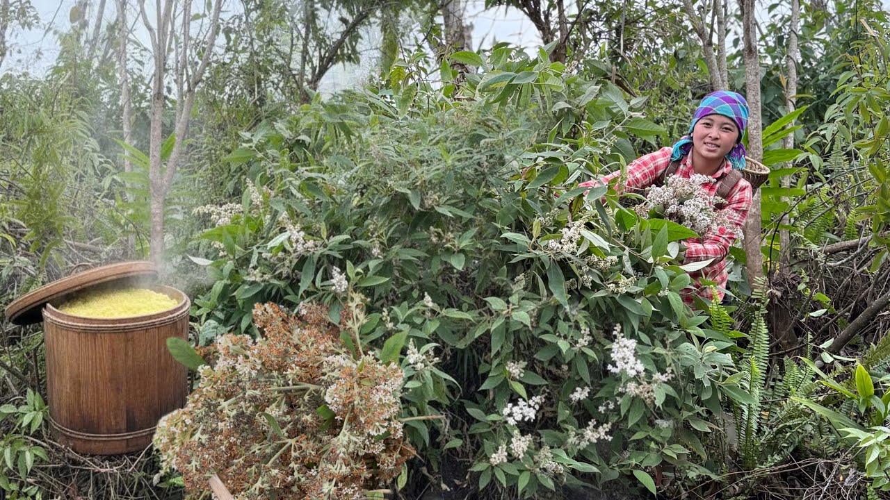 Fragrant wildflowers dye the rice cooker yellow – a unique flavor from nature that you should try..
