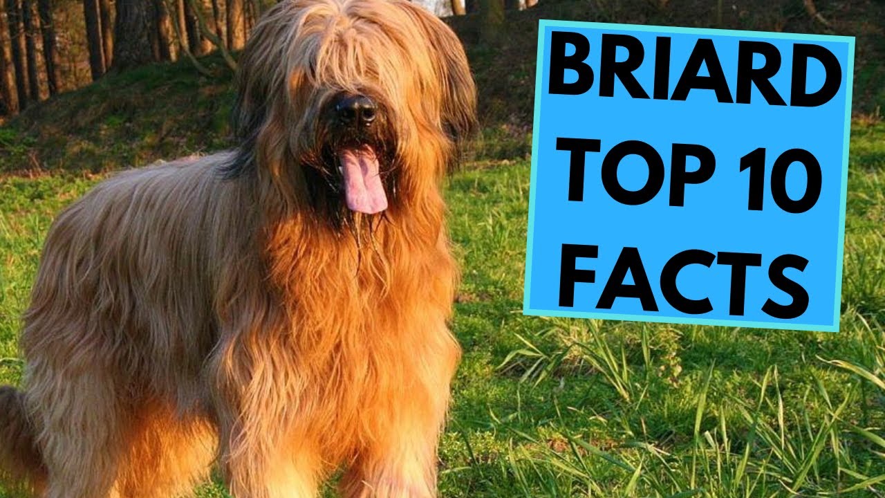 Briard - TOP 10 Interesting Facts