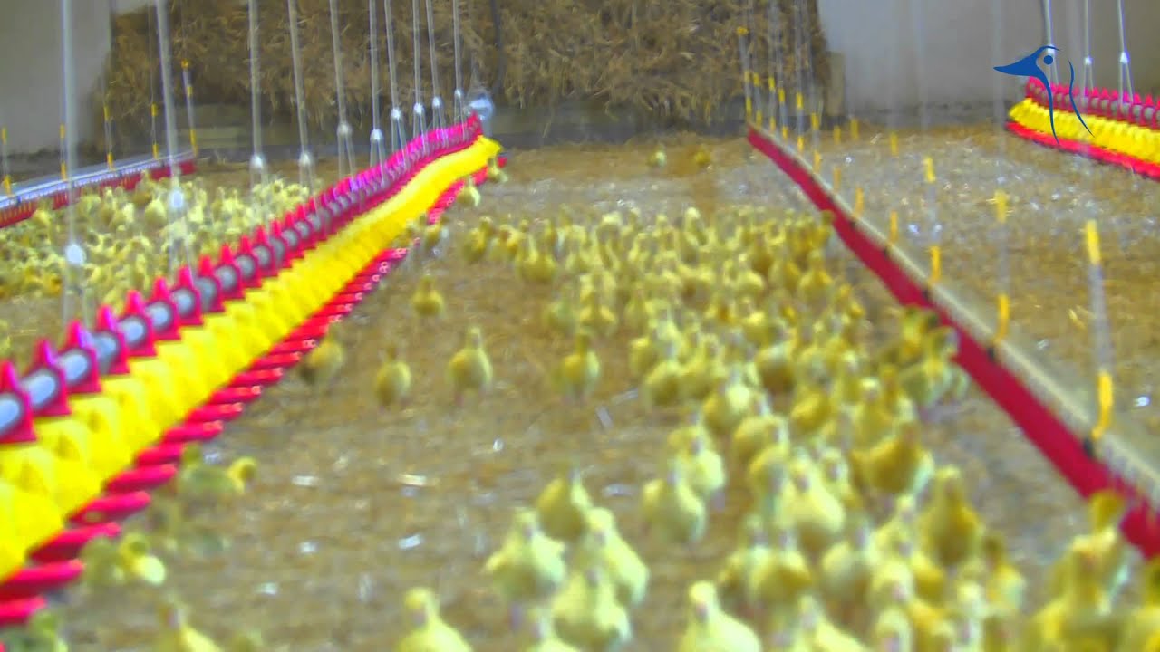 Chów kaczek pekin w systemie ściółkowym półotwartym z wykorzystaniem wiat | TASOMIX